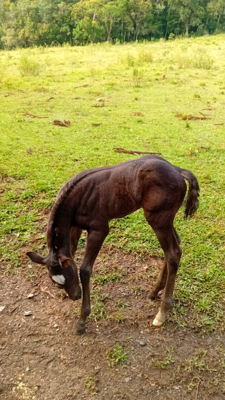 A ESCOLHER - Imagem 4